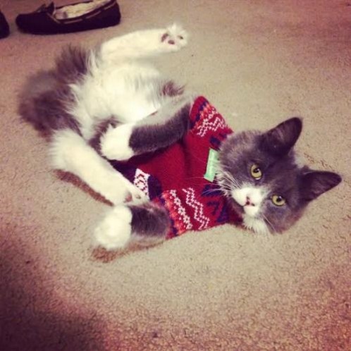Cat in a red Christmas jumper