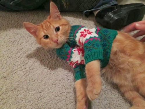 Cat wearing a green Christmas jumper.