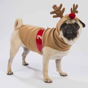 Pets Christmas jumper. Dog in a reindeer Christmas jumper