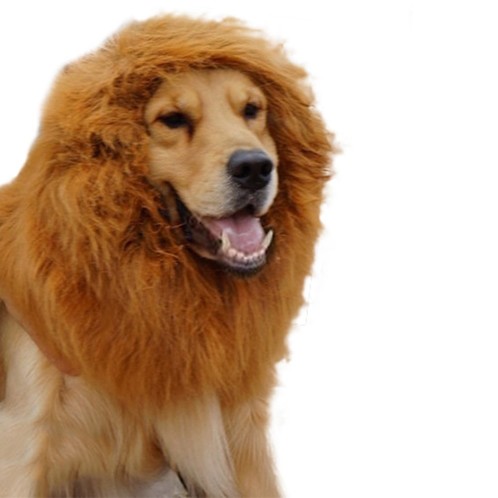 Dog costume. Lion's main wig for your dog