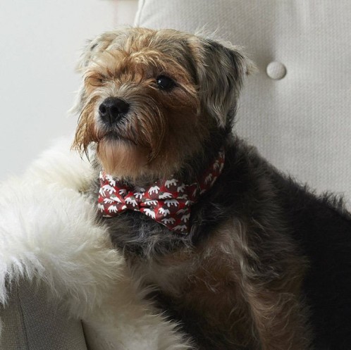 Pets Christmas jumpers. Red Christmas bow tie with Christmas puddings for dog.