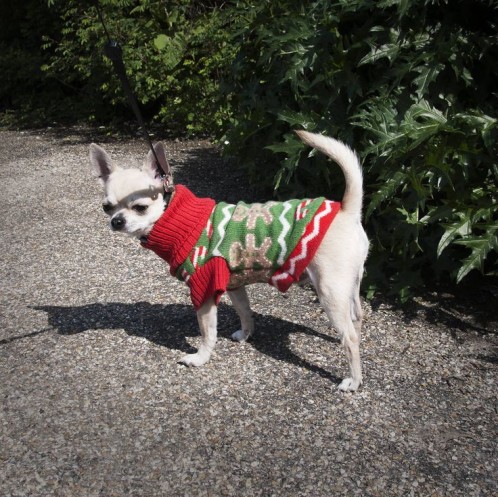 Gingerbread dog jumper and scarf gift set