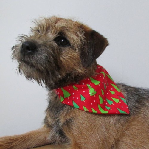 Christmas themed neckerchief for dog