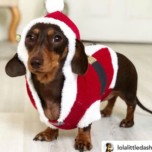Christmas Santa Miniature Dachshund Jumper from Not On The High Street